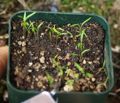 It is a medium orange carrot root with an average size of 6 inches in length and 1 to 1.5 inches in diameter. Carrot Nantes Daucus Carota Packet Of 500 Seeds Organic Strictly Medicinal Seeds