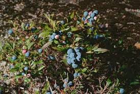 The Best Kind Of Blueberries To Plant Home Guides Sf Gate