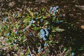 the best kind of blueberries to plant home guides sf gate