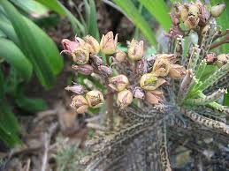 Image result for Kalanchoe dyeri