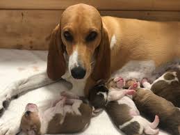 Image result for bernský honič