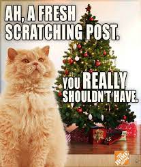 What Have We Learned Cats Are Out To Ruin Your Christmas Especially This One Christmas Memes Funny Christmas Humor Christmas Cats