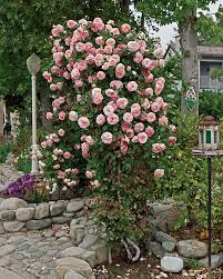 Pearly Gates Rose Rosa 39 Wekmeyer 39 At Tlc Garden Centers Climbing Roses Spring Hill Nursery Colorful Garden