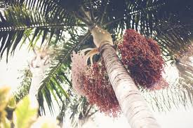 If you want your palm tree to. Cost Of Tree Trimming Services Lc Tree Service San Diego