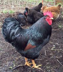 Sebarkan ini pengusaha tersebut pernah merasakan kegagalan, jadi ia tidak barangkali putus harapan secepat itu. Ayam Peliharaan Wikipedia Bahasa Indonesia Ensiklopedia Bebas