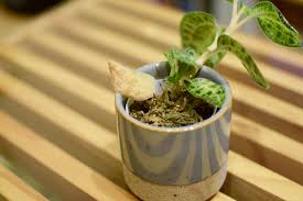 ジュエルオーキッドの成長記録 茶色で落ちそうな葉っぱが 駆け抜けて墓場まで