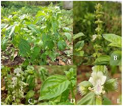 Image result for Ocimum