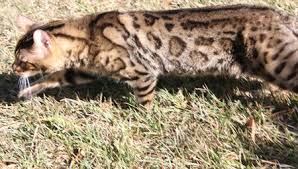 The bengal cat is highly active. Bengal Kittens For Sale In Florida