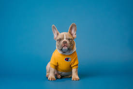 Blue Eyed French Bulldogs Health Risks Eye Color Change
