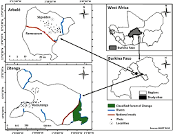 Image result for Rhytachne triaristata