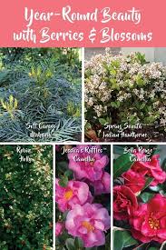 Year Round Beauty How To Plan For Winter Color Winter Flowering Shrubs Low Maintenance Garden Design Winter Plants