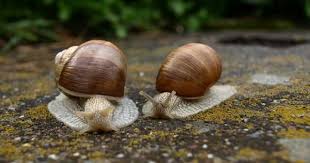 Schnecken Animals Snail Winters