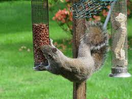 Squirrels love to eat some domestic foods too. What Do Squirrels Eat And Drink