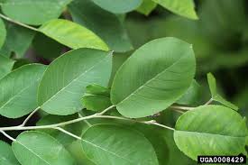 Browse our wide selection of beautiful accent trees, flowering shrubs, & perennials. Serviceberry Home Garden Information Center