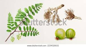 Image result for Phyllanthus amarus