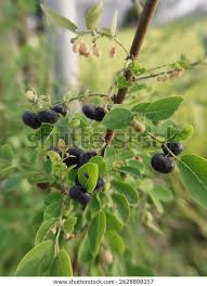 Image result for Phyllanthus reticulatus