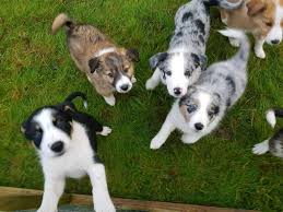 We did not find results for: Border Collie Puppies For Sale Collie Puppies Border Collie Puppies For Sale Border Collie Puppies