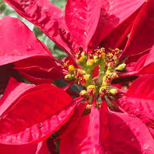 Image result for Euphorbia pulcherrima