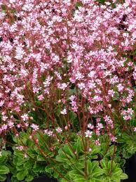 Garten von ehren sat oct 24 2020 at 11:00 am. Porzellanblumchen Clarence Elliott Kaufen Garten Von Ehren Qualitat Seit 1865 Garten Von Ehren Pflanzen Gartenm Garten Pflanzen Pflanzen Porzellanblume