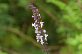 Image result for Plectranthus mandalensis