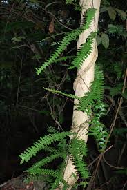 Image result for Arthropteris