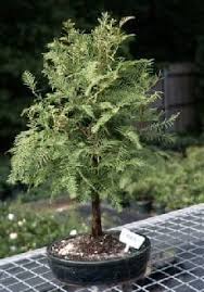 We did not find results for: Redwood Bonsai Tree For Sale Metasequoia Glyptostroboides Bonsai Tree Gardener