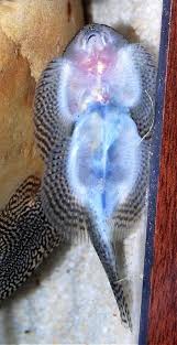 Image result for Sebaea leiostyla