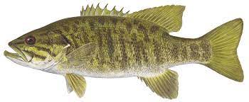 Click here to subscribe for more fishing videos:. Details Smallmouth Bass