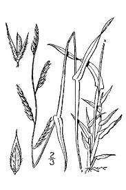Image result for Eriochloa