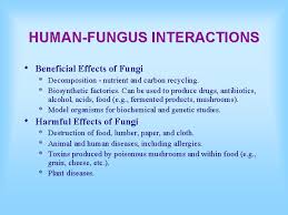 Peta konsep struktur akar struktur dan fungsi akar jalannya air pada tumbuhan fungsi akar struktur dan ipa smp/mts kelas viii 125 peta konsep proses fotosintesis reaksi terang reaksi gelap. Kingdom Fungi The Characteristics Of Fungi The Evolution