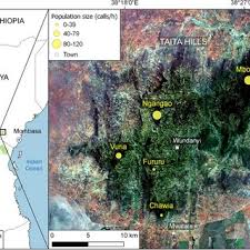 Image result for Strombosia scheffleri