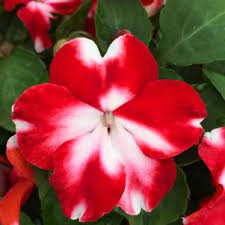 Image result for Impatiens rubromaculata