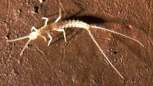 8 New Species Discovered In Lava Tube Caves Cave Animals Lava Tubes Species