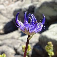 Image result for Phymaspermum