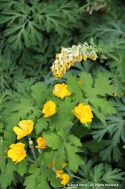 Image result for Papaveraceae