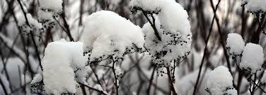 Obituary for Nell Byrd Ralph