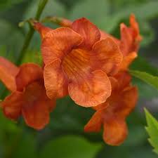 Image result for Tecoma