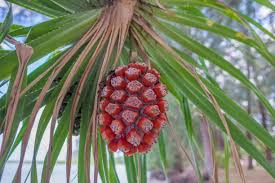Image result for Pandanus odoratissimus