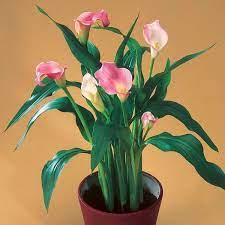 Growing calla lily plants indoors although an outdoor plant by nature, the calla lily will perform wonderfully as an indoor plant. Calla Lily Indoors Zantedeschia Rehmannii My Garden Life