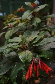 Does best in bright, indirect light—splendid in hanging baskets or pots on porches. Fuchsia Triphylla Gartenmeister Bonstedt 2 Annual Plants Planting Flowers Plants