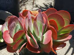 Kalanchoe Luciae Paddle Plant World Of Succulents Succulent Landscaping Succulents Plants