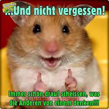 Funpot.net is tracked by us since may, 2012. Nicht Vergessen Jpg Von Renilinz Cute Hamsters Cute Animals Funny Hamsters
