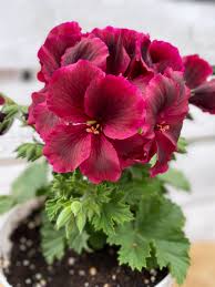 Image result for Geranium vagans