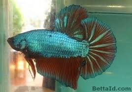 Ikan cupang merupakan salah satu ikan hias yang mudah ikan cupang (betta sp.) adalah ikan air tawar dari daerah tropis. Jual Ikan Cupang Giant Green Gt16 Betta Id Ikan Cupang Betta Ikan