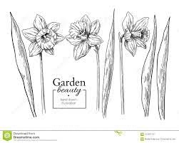 Dessin De Fleur Et De Feuilles De Jonquille Vecteur F Grave Tire Par La Main Illustration De Vecteur Illustration Du Illustration Etiquette 121897107