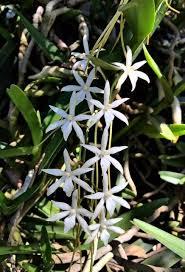 Image result for Rangaeris