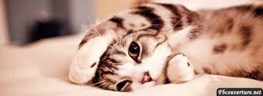 Résultat de recherche d'images pour "animaux trop trop mignon"