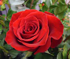 English Rose Flowers Red Roses National Flower Of America