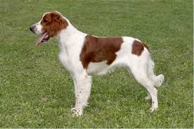 Image result for irský červenobílý setr