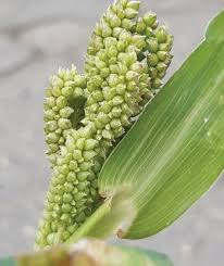 Image result for Echinochloa frumentacea